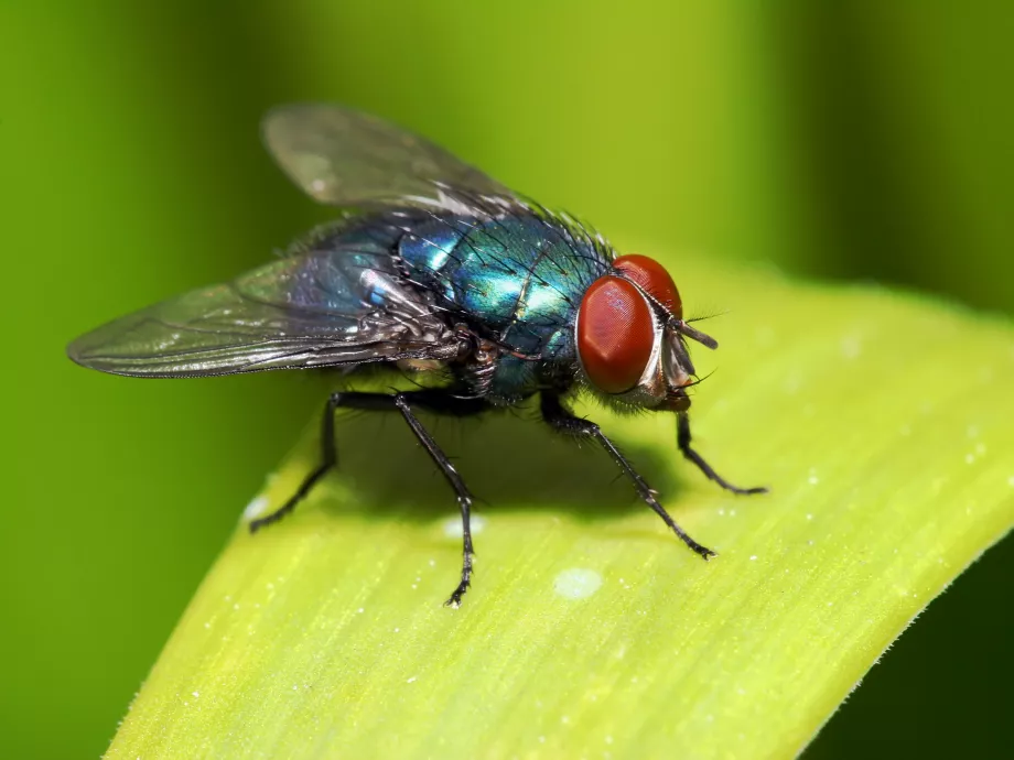 Mouche sur une feuille