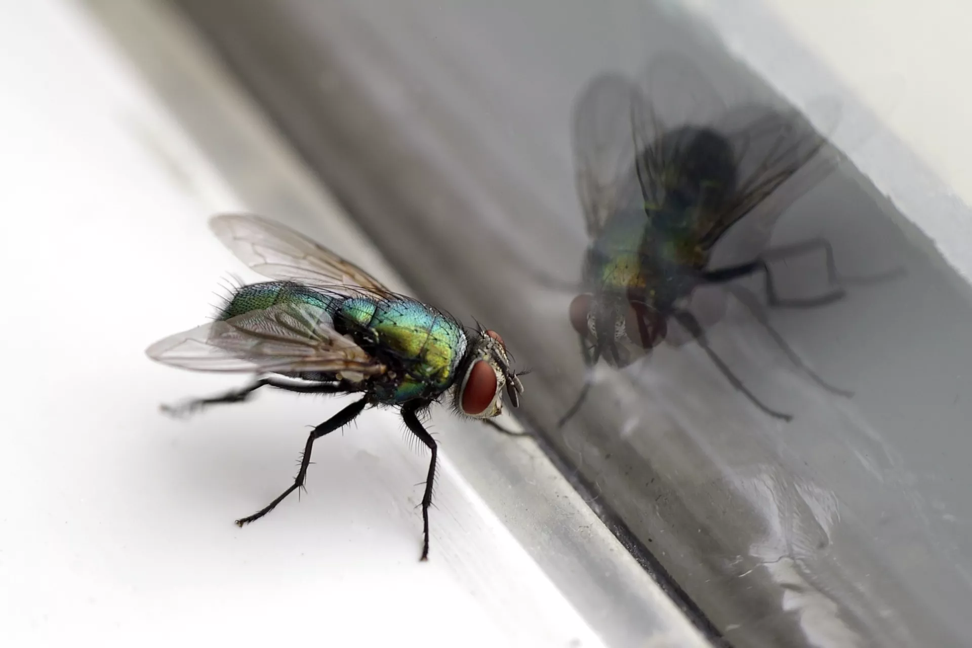 Mouche posée sur un appui de fenêtre